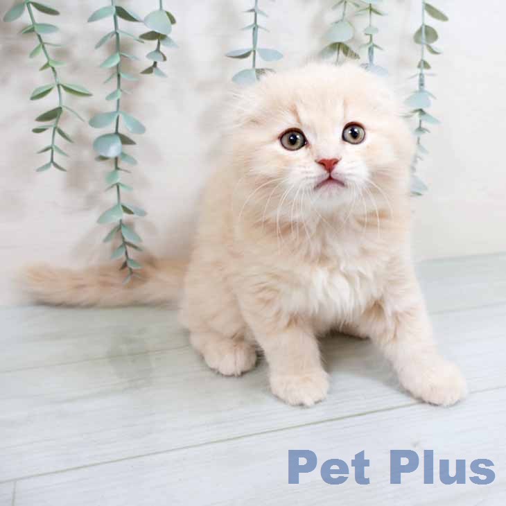 スコティッシュフォールドの写真2