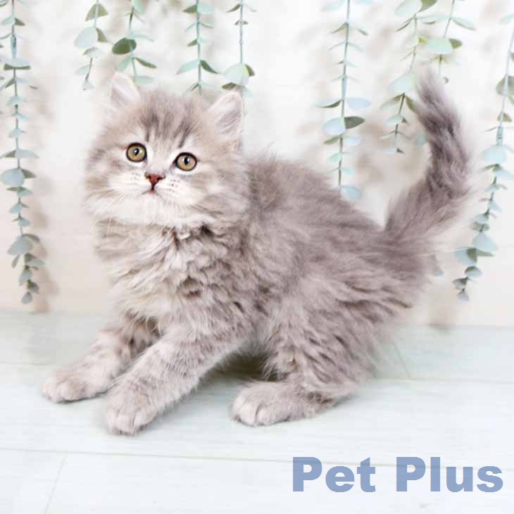 ブリティッシュショートヘア