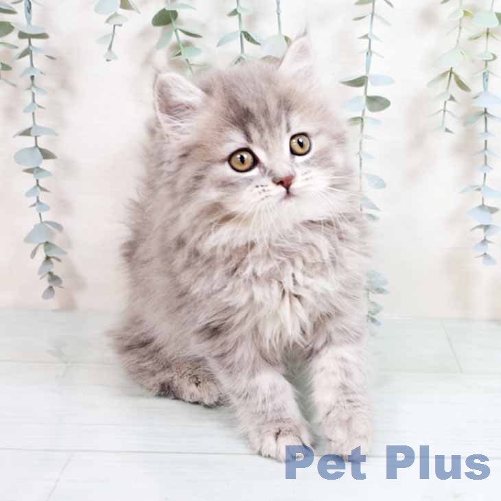 ブリティッシュショートヘアの写真2