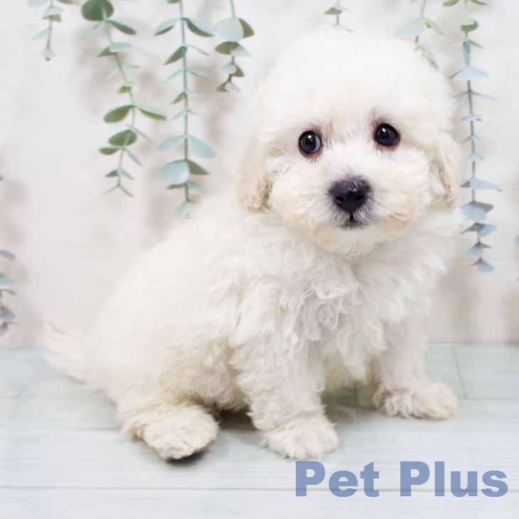 トイ・プードル