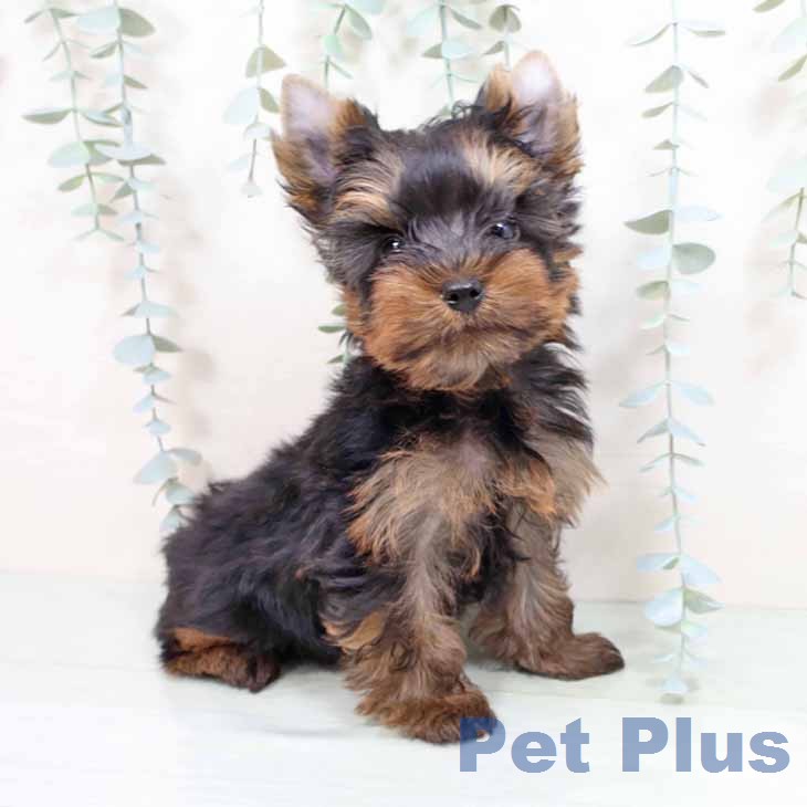 ヨークシャー・テリア