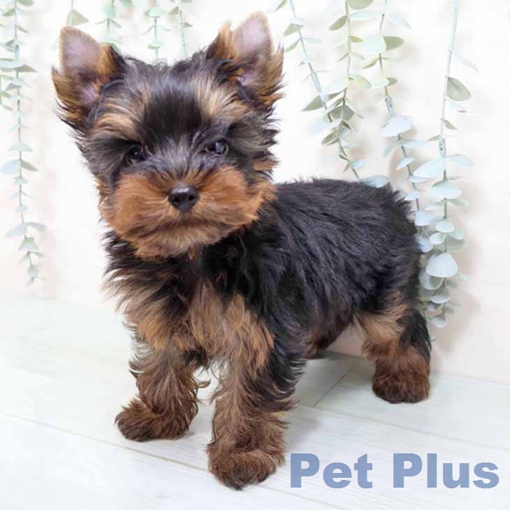 ヨークシャー・テリア