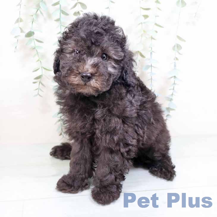 トイ・プードルの写真2