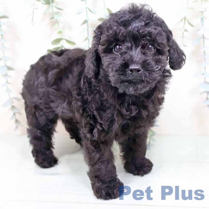 トイ・プードル