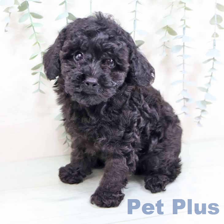 トイ・プードルの写真2