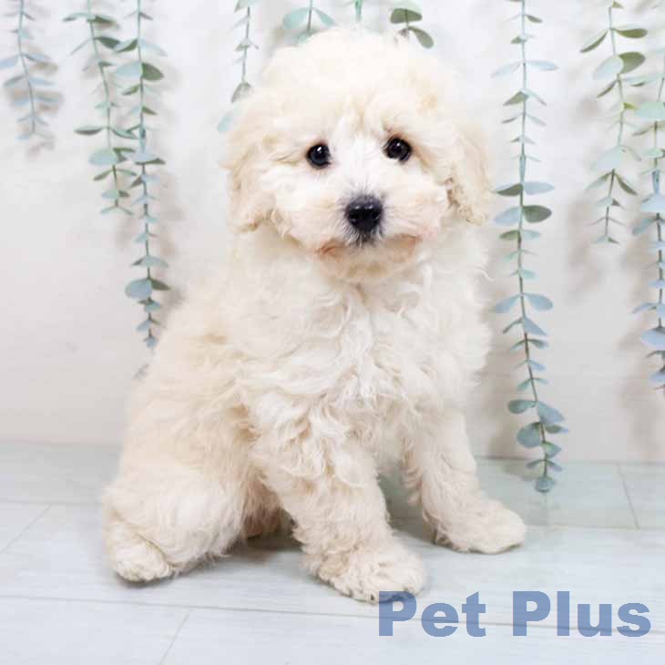 トイ・プードル