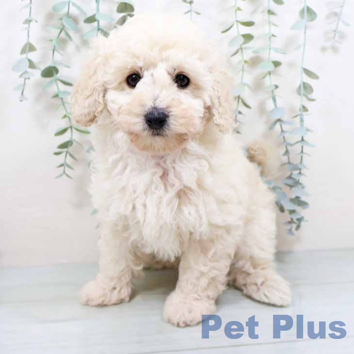 大阪府のトイプードル(トイ) (ペットプラス 堺鉄砲町店/2025年12月27日生まれ/男の子/ホワイト)の子犬の1枚目の画像