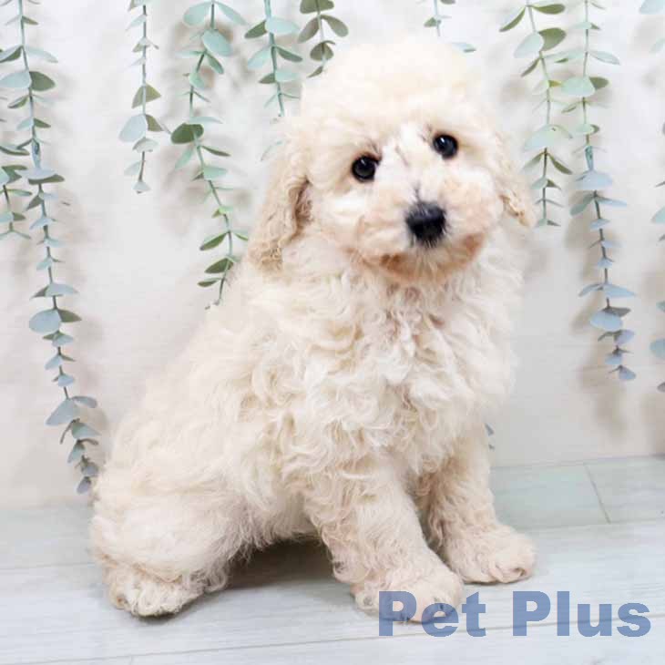 大阪府のトイプードル(トイ) (ペットプラス 堺鉄砲町店/2025年12月27日生まれ/男の子/ホワイト)の子犬の2枚目の画像