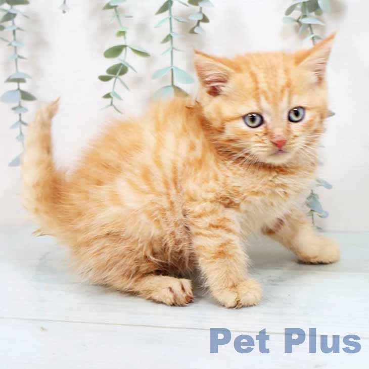 マンチカンの写真2