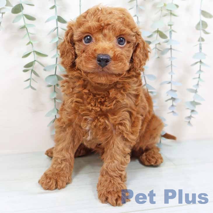 新潟県のトイプードル(トイ) (ペットプラス 新潟青山店/2026年1月6日生まれ/男の子/レッドフォーン)の子犬の1枚目の画像