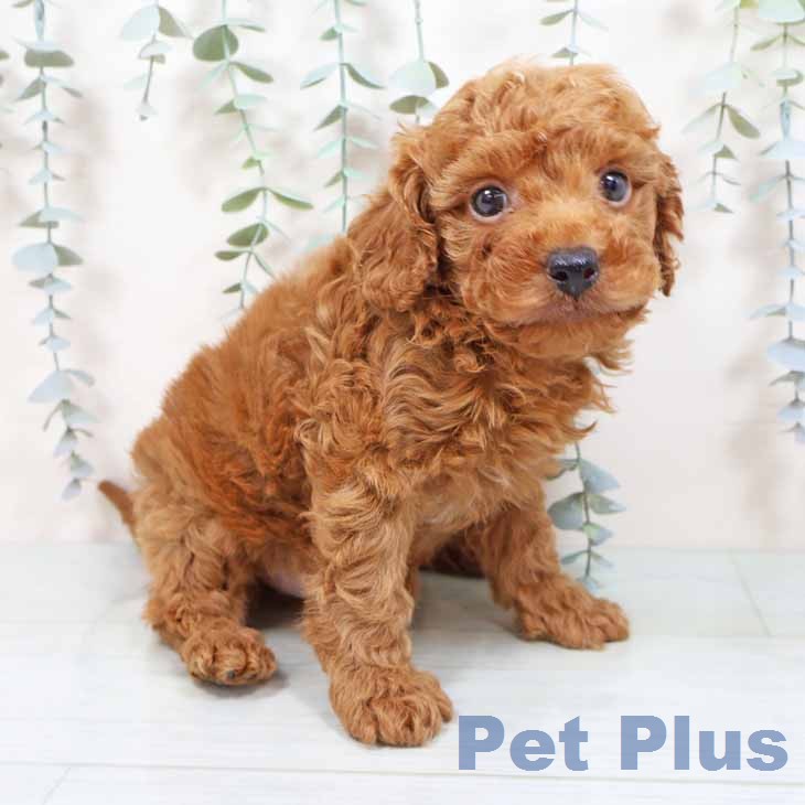 新潟県のトイプードル(トイ) (ペットプラス 新潟青山店/2026年1月6日生まれ/男の子/レッドフォーン)の子犬の2枚目の画像