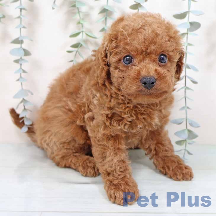 大阪府のトイプードル(トイ) (ペットプラス 堺北花田店/2026年1月6日生まれ/女の子/レッドフォーン)の子犬の1枚目の画像