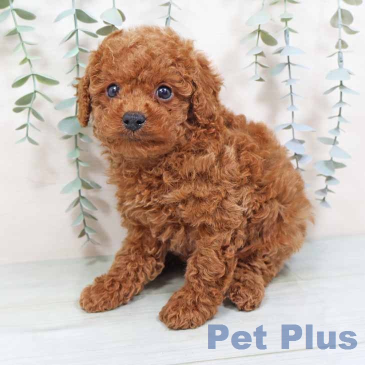 大阪府のトイプードル(トイ) (ペットプラス 堺北花田店/2026年1月6日生まれ/女の子/レッドフォーン)の子犬の2枚目の画像