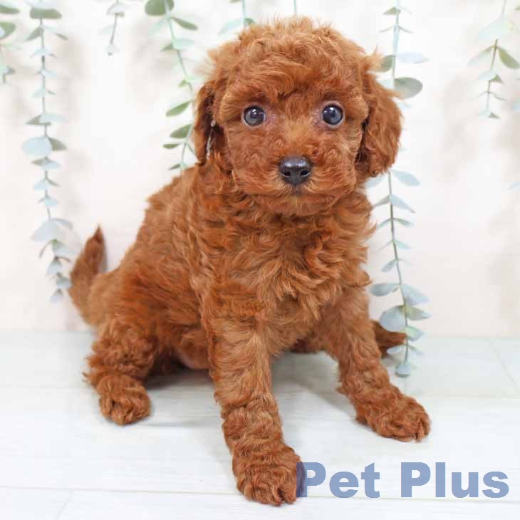 大阪府のトイプードル(トイ) (ペットプラス 松原店/2026年1月6日生まれ/女の子/レッドフォーン)の子犬の1枚目の画像