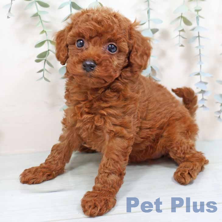 大阪府のトイプードル(トイ) (ペットプラス 松原店/2026年1月6日生まれ/女の子/レッドフォーン)の子犬の2枚目の画像