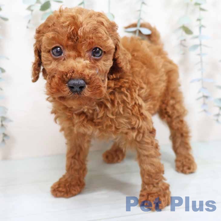 トイ・プードルの写真2