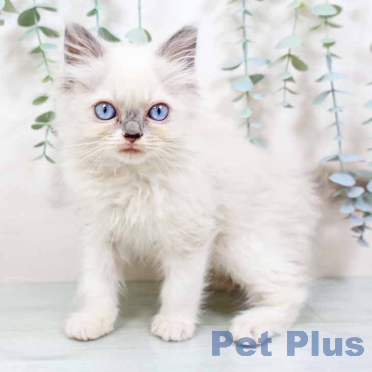 京都府のラグドール (ペットプラス 京都桂川店/2025年12月25日生まれ/女の子/ブルーポイントミテッド)の子猫の1枚目の画像
