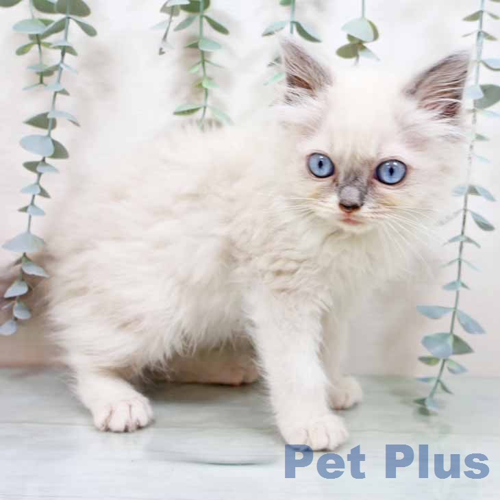 京都府のラグドール (ペットプラス 京都桂川店/2025年12月25日生まれ/女の子/ブルーポイントミテッド)の子猫の2枚目の画像
