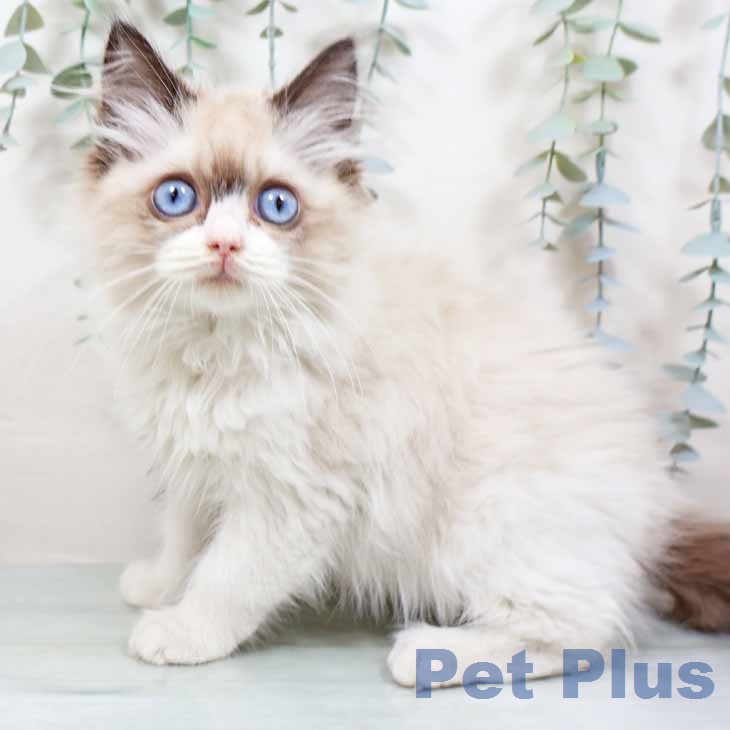 大阪府のラグドール (ペットプラス イオン大日店/2025年12月25日生まれ/女の子/シールポイントバイカラー)の子猫の1枚目の画像