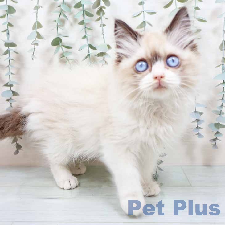 大阪府のラグドール (ペットプラス イオン大日店/2025年12月25日生まれ/女の子/シールポイントバイカラー)の子猫の2枚目の画像