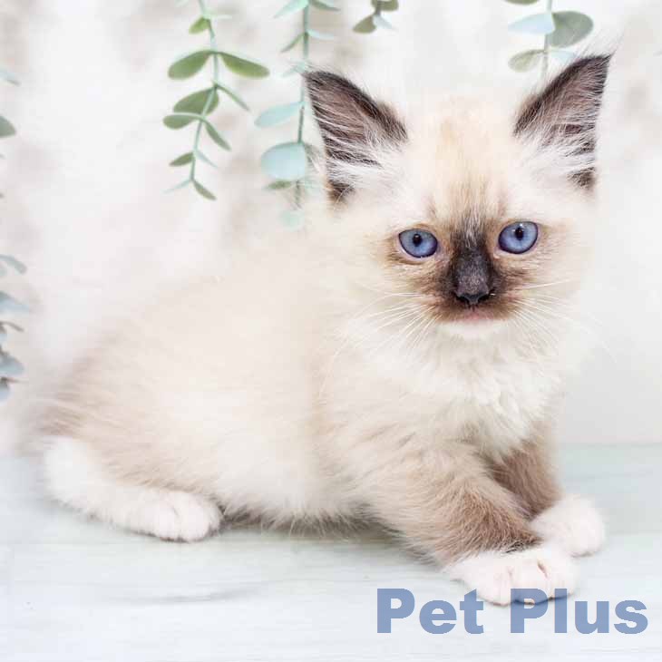 ラグドールの写真2