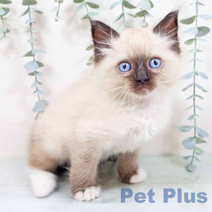 ラグドールの写真2