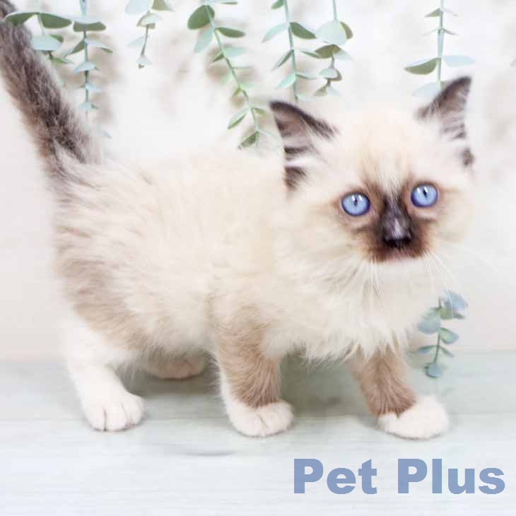 ラグドールの写真2