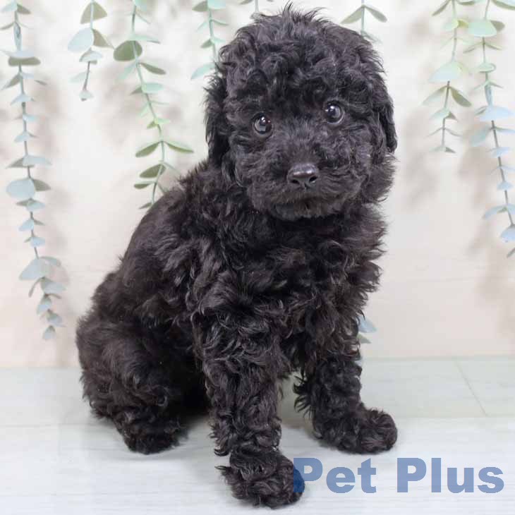 トイ・プードル