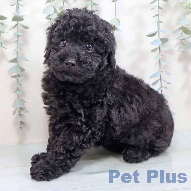 トイ・プードルの写真2