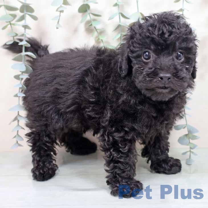 トイ・プードル