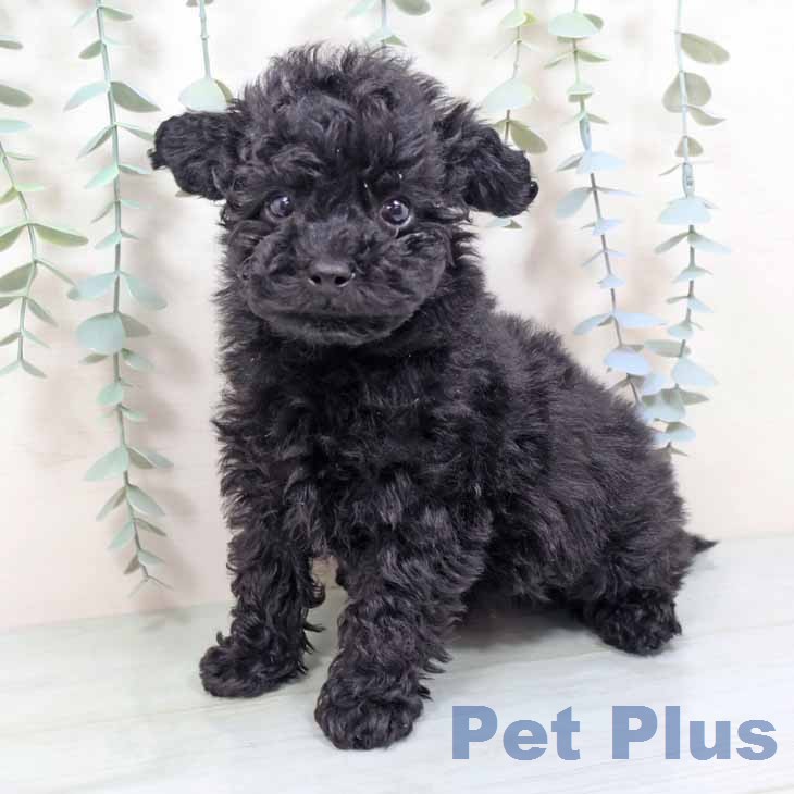 トイ・プードル