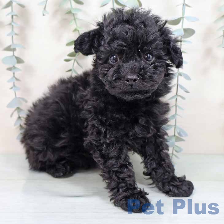 トイ・プードルの写真2