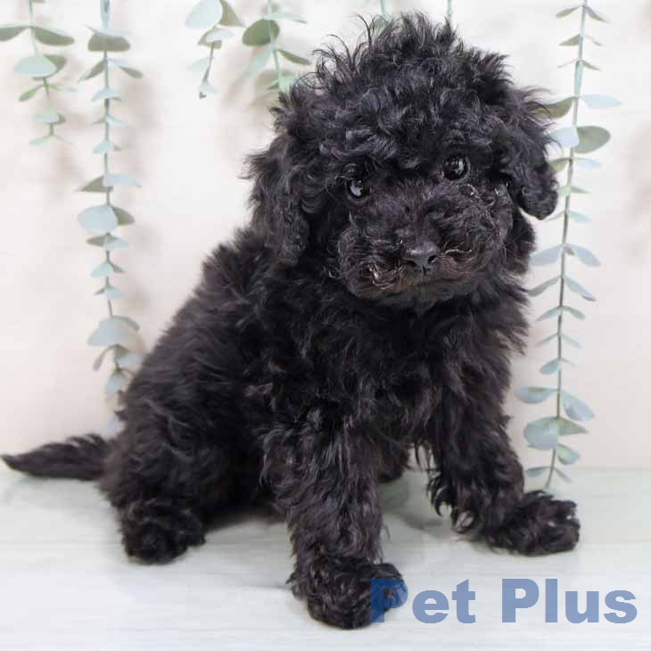 トイ・プードル