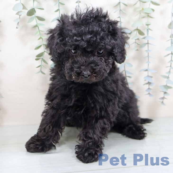 トイ・プードルの写真2