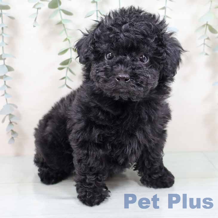 トイ・プードル