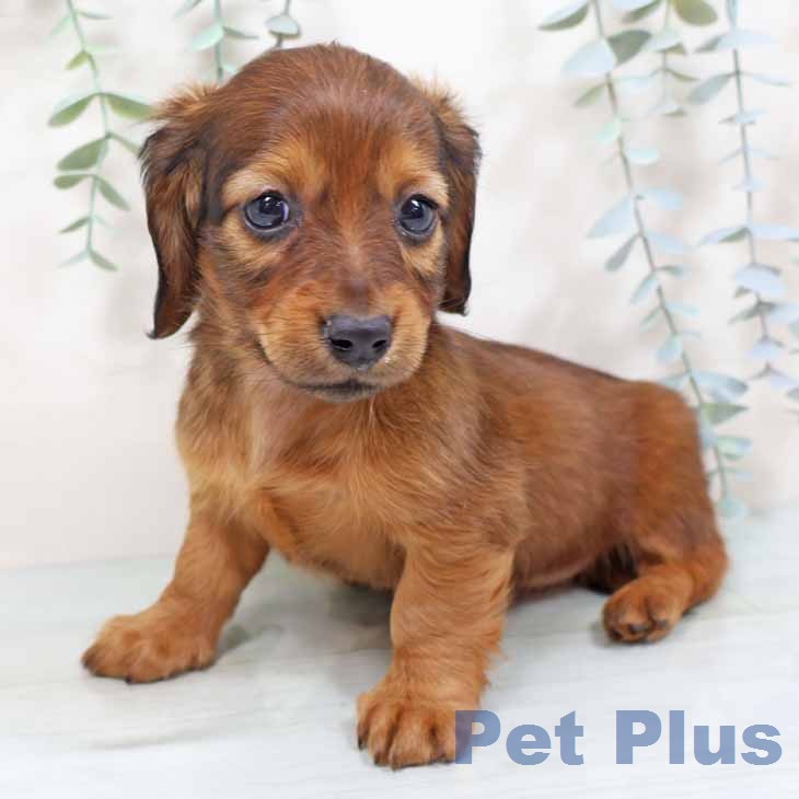 ミニチュア・ダックスフンド