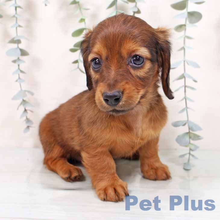 ミニチュア・ダックスフンドの写真2