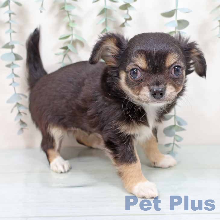 大阪府のチワワ(ロング) (ペットプラス イオン大日店/2026年1月7日生まれ/女の子/ブラックタン)の子犬の2枚目の画像