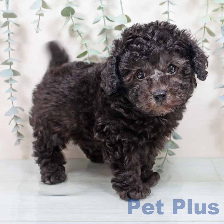 トイ・プードル