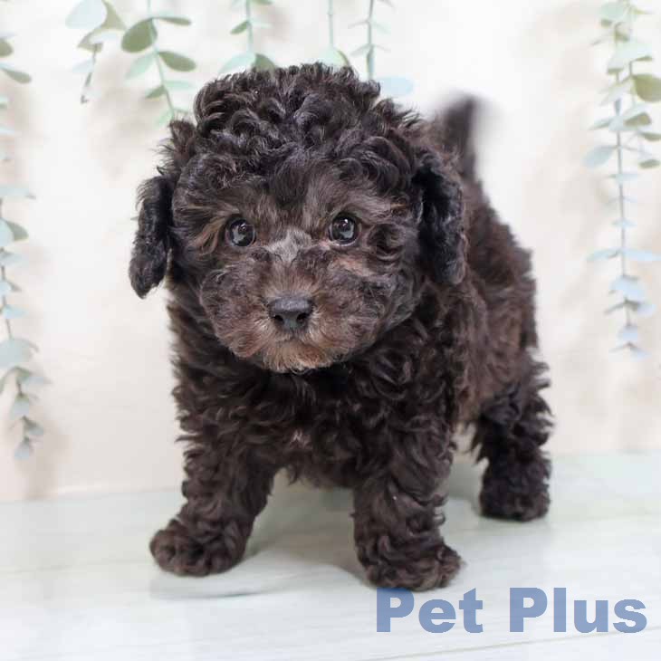 トイ・プードルの写真2