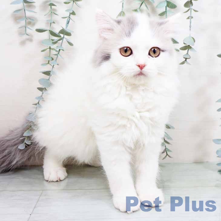 京都府のスコティッシュフォールド (ペットプラス イオンモールKYOTO店/2025年12月17日生まれ/男の子/ブルータビーホワイト)の子猫