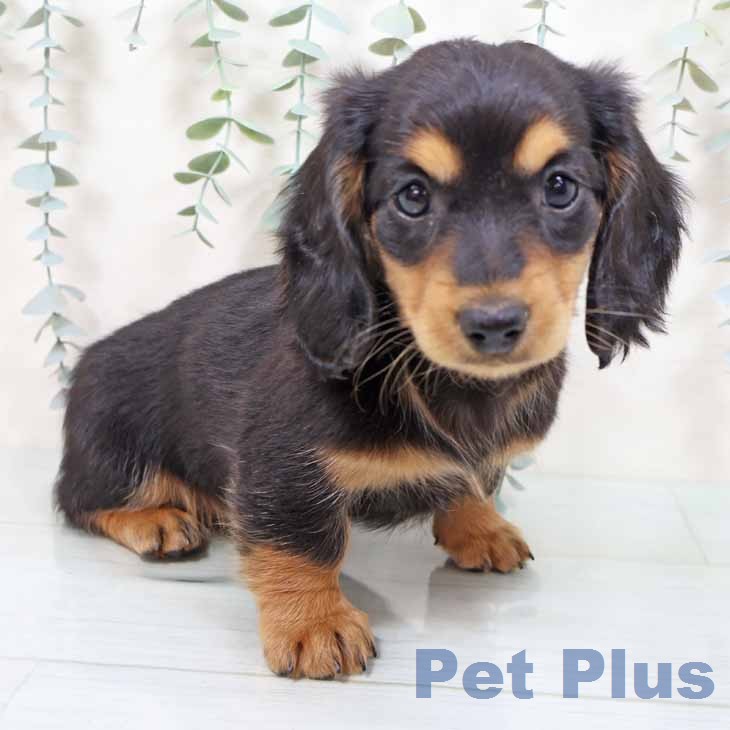 ミニチュア・ダックスフンド