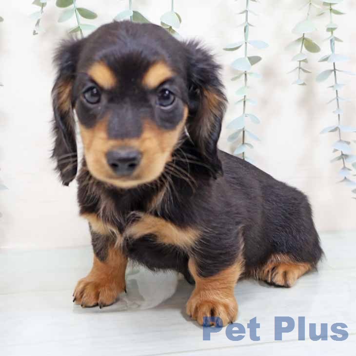 ミニチュア・ダックスフンドの写真2