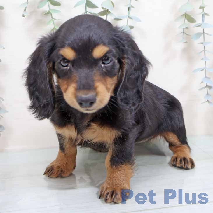 奈良県のミニチュアダックスフンド(ロング) (ペットプラス 大和郡山店/2026年1月6日生まれ/女の子/ブラックタン)の子犬の1枚目の画像