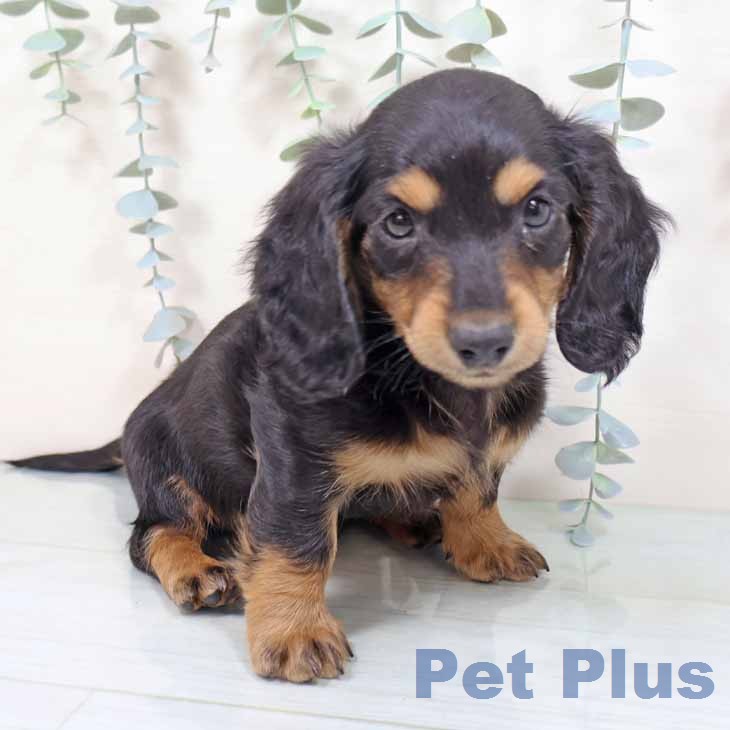 奈良県のミニチュアダックスフンド(ロング) (ペットプラス 大和郡山店/2026年1月6日生まれ/女の子/ブラックタン)の子犬の2枚目の画像