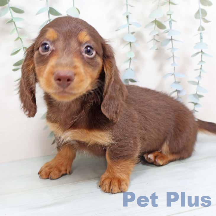 ミニチュア・ダックスフンドの写真2