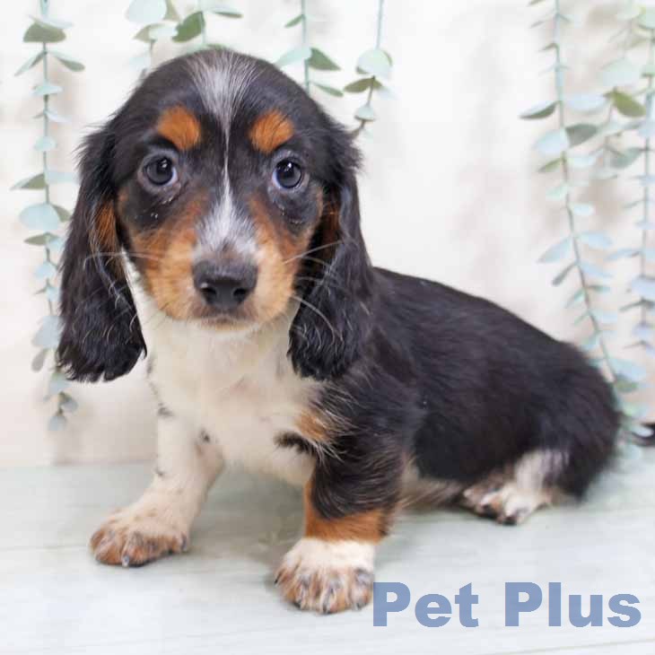 ミニチュア・ダックスフンドの写真2