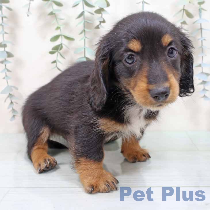 ミニチュア・ダックスフンド