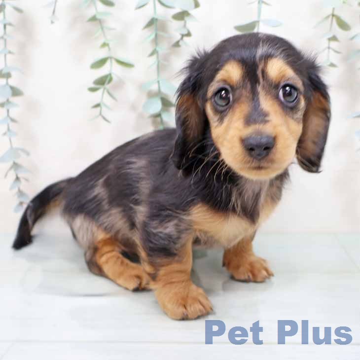 ミニチュア・ダックスフンド