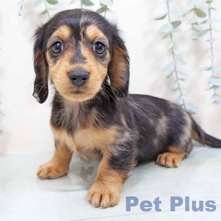 ミニチュア・ダックスフンドの写真2